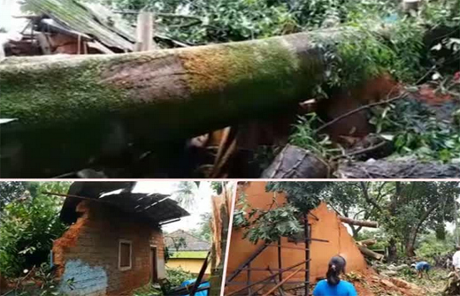 tree falls.